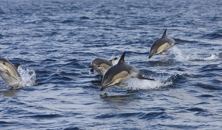 Pod of dolphins