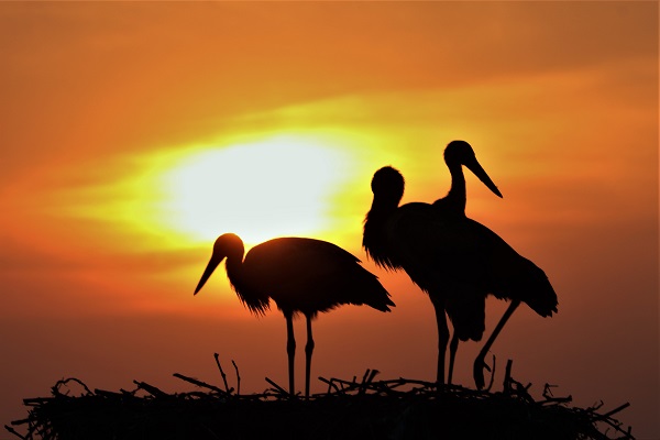 cicogne al tramonto2