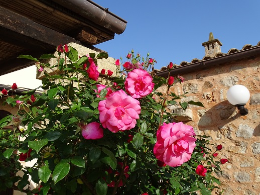 masseriachiccorizzo rosePart
